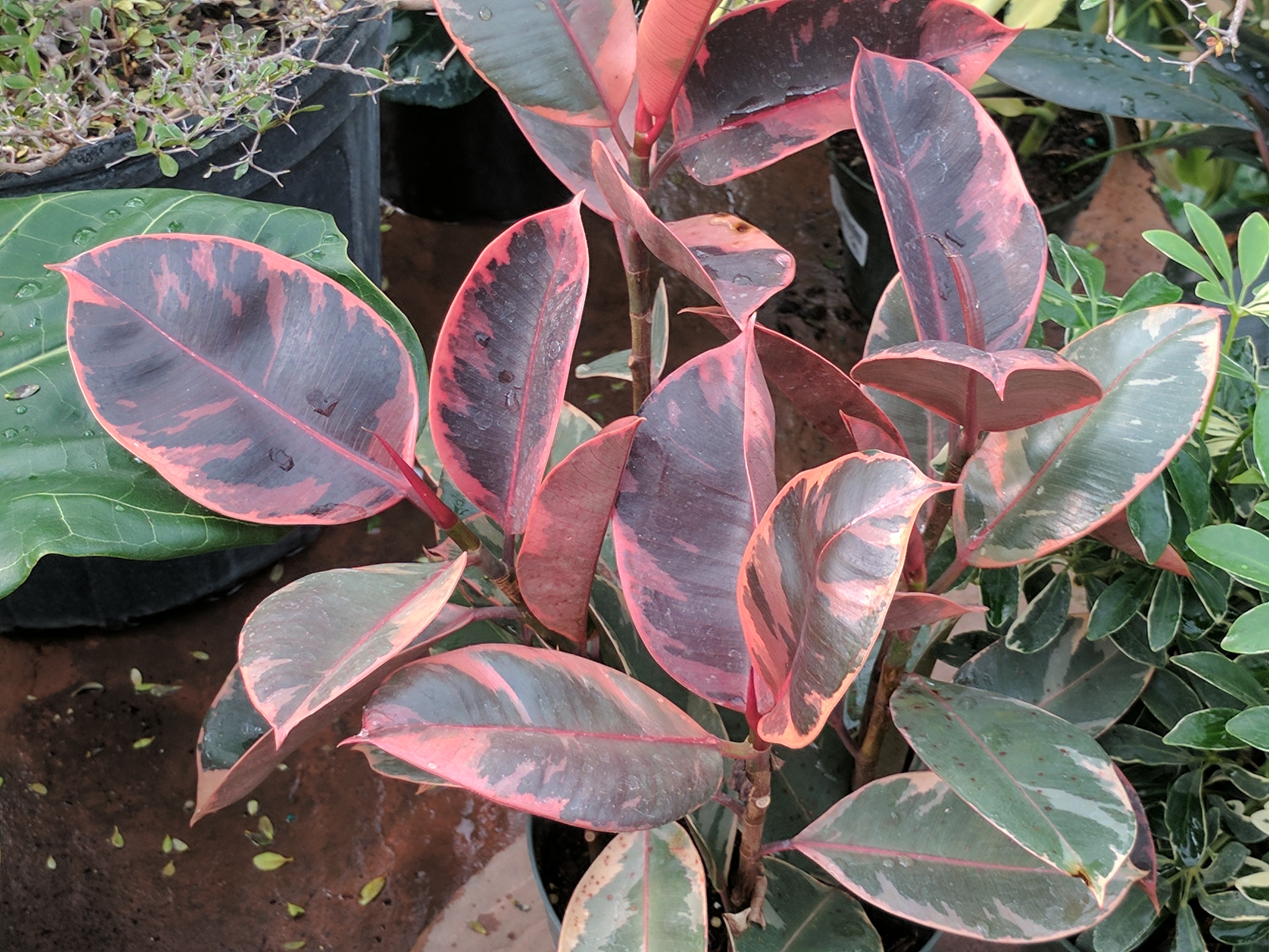 RUBBER TREE, VARIEGATED