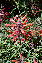 SUNSET HYSSOP