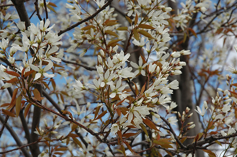 BLOG, AUTUMN BRILLIANCE SERVICEBERRY FLOWERS, ON TREE FORM