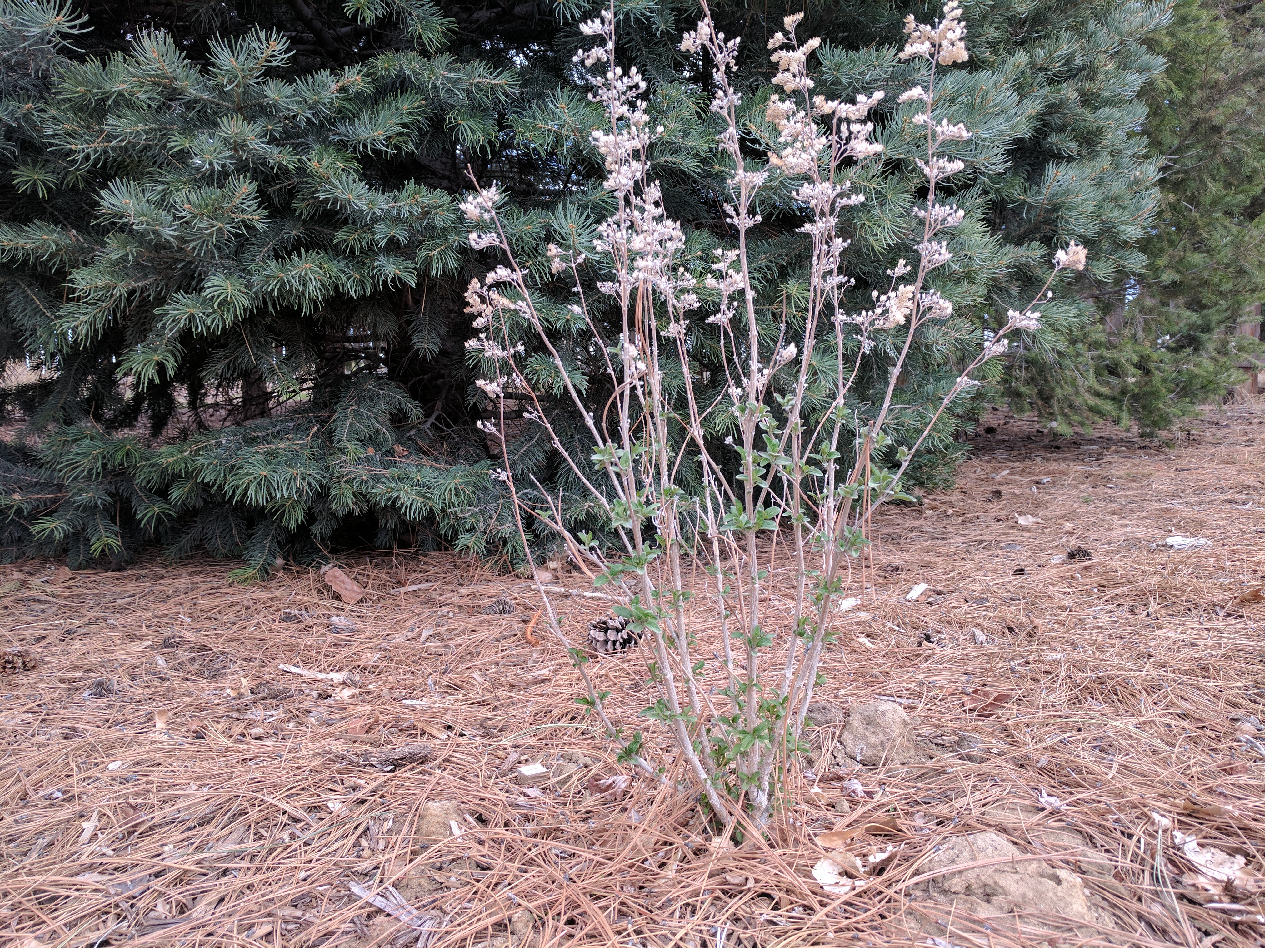 BUTTERFLY BUSH, NEEDS PRUNING
