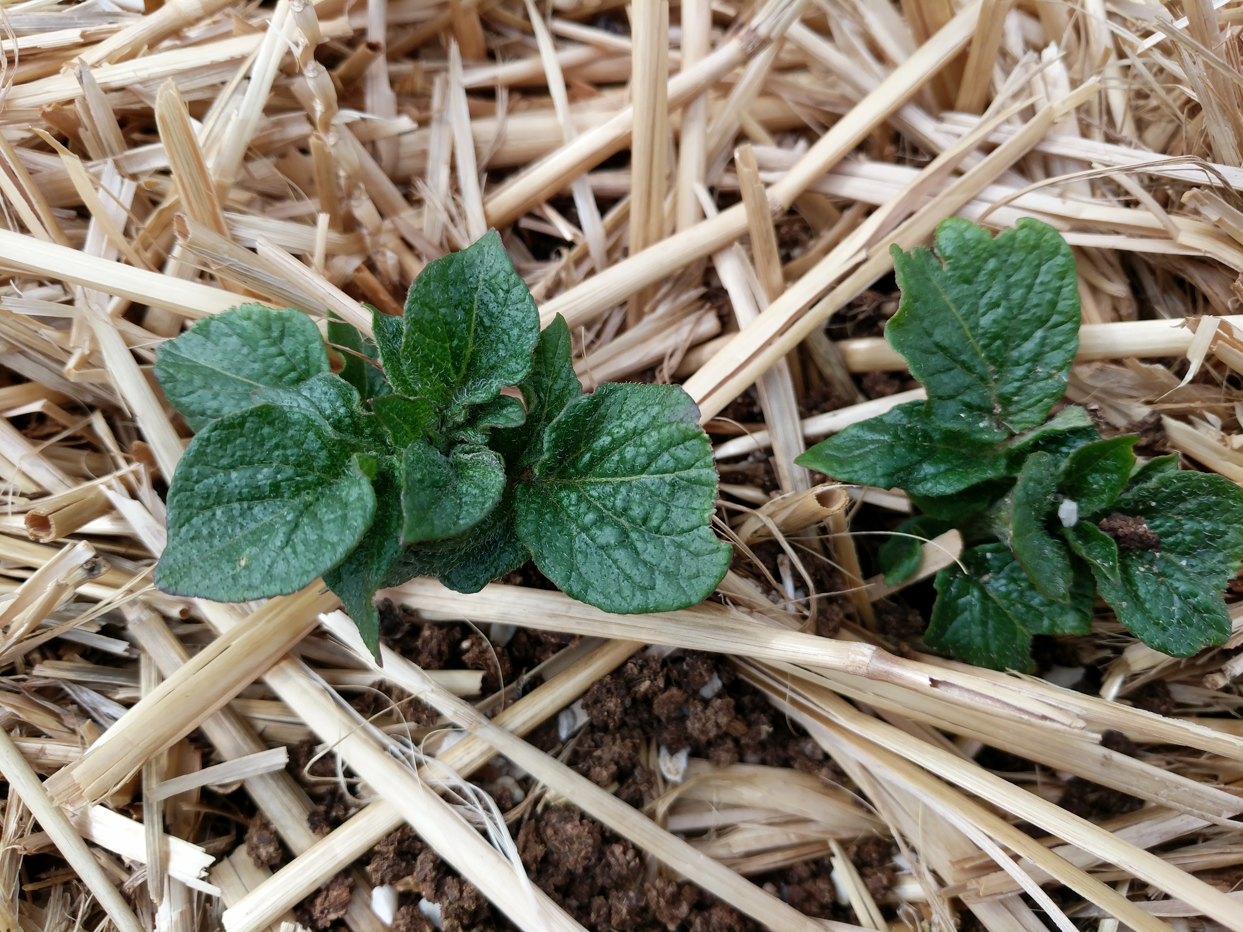 STRAW BALE, POTATOES