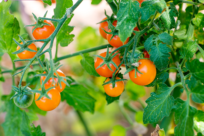 tomato plants at Tagawa Gardens, Denver