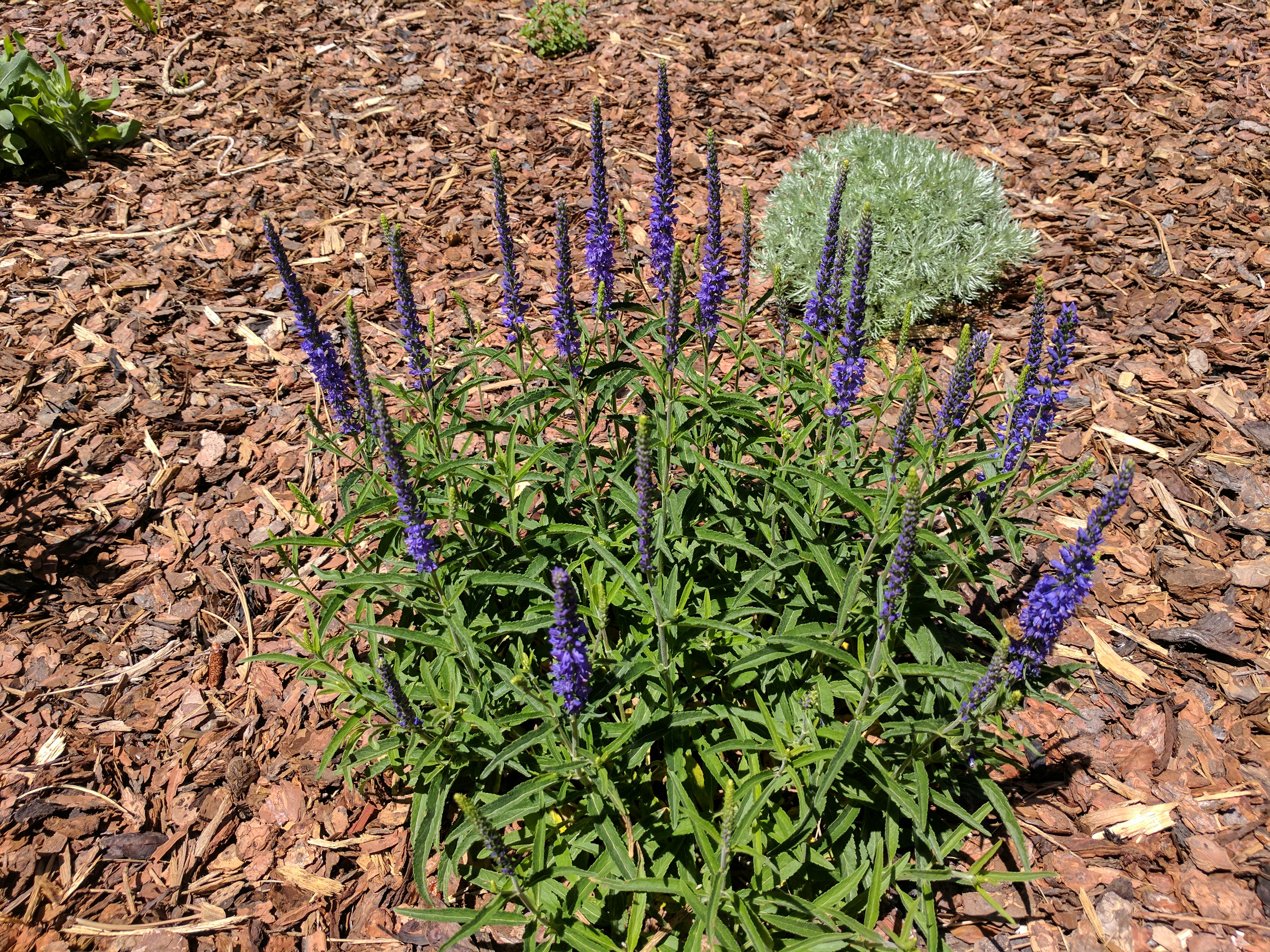 BARK MULCH, PERENNIALS