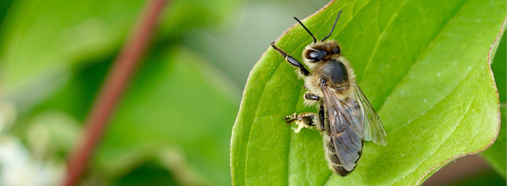 NATIVES, CROWN BEES, LCB ON LEAF