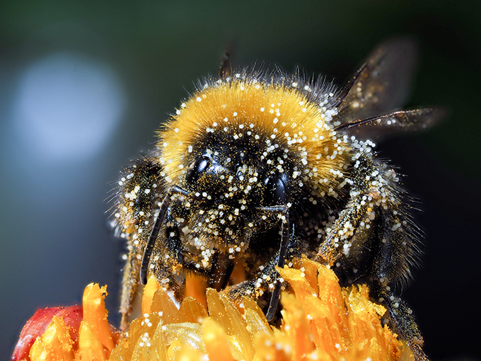 bees at Tagawa Gardens Denver