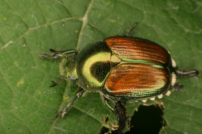 japanese beetle at tagawa gardens denver