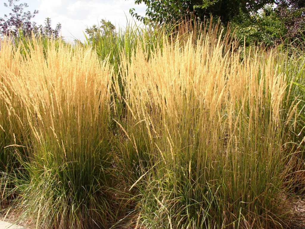 Karl Foerster Grass at Tagawa Gardens Denver