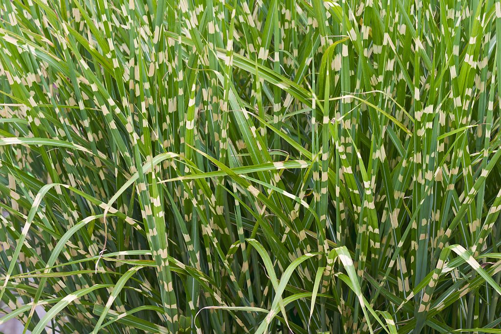 Zebra Grass at Tagawa Gardens Denver