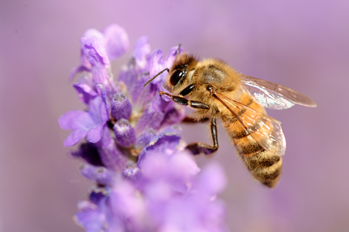 Bee on lavender plant at Tagawa Gardens, Denver