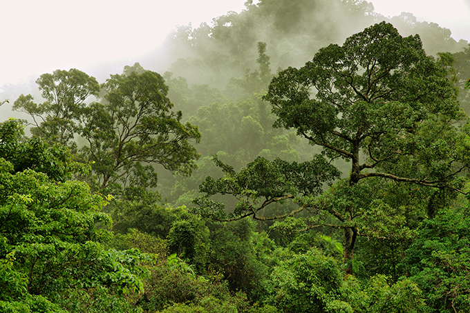 Rain forest