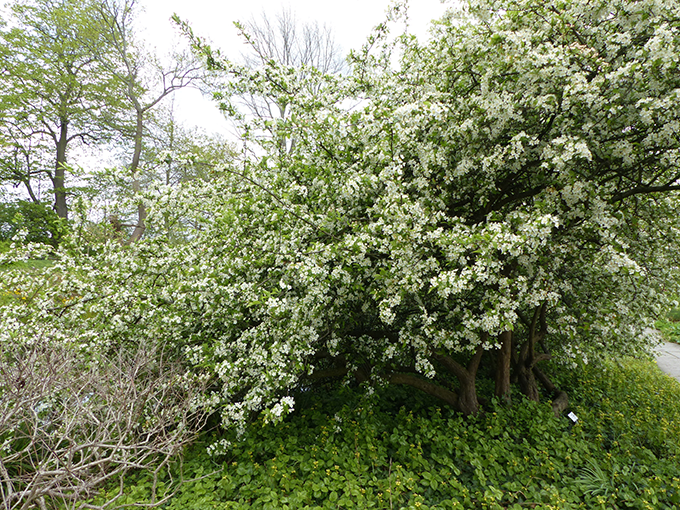 Sargent's Flowering Crab at Tagawa Gardens Denver