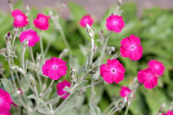 Rose Campion at Tagawa Gardens Denver