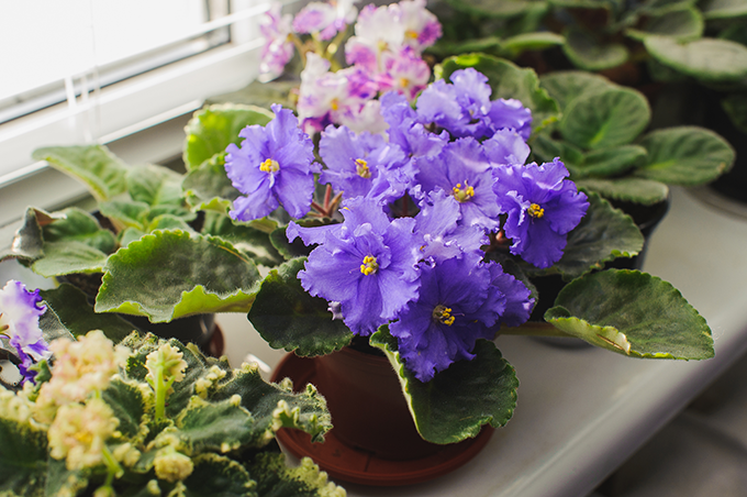 african violets at Tagawa Gardens Denver