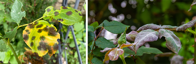 black spots and powdery mildew rose diseases at Tagawa Gardens Denver