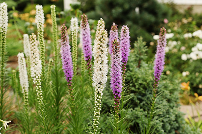 purple and white liatris at tagawa gardens centennial colorado denver